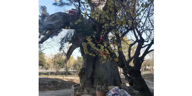 古树建筑保护 古树建筑保护